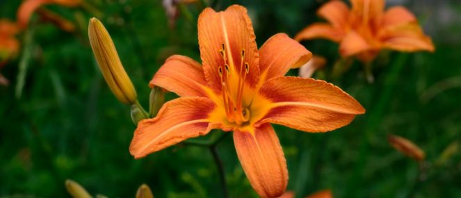 cropped-daylily.jpg