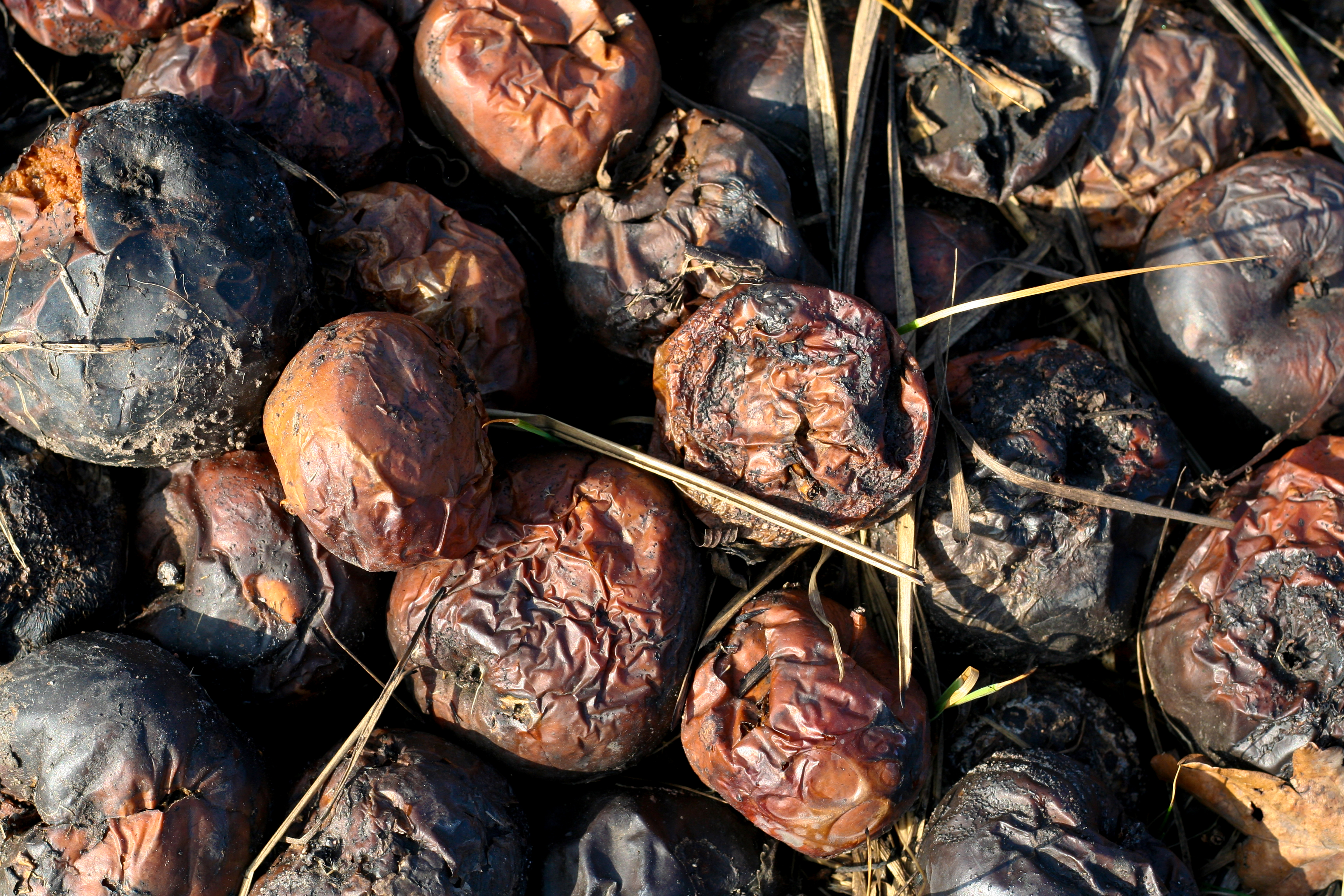 photos_2015_09_18_fst_265fueeeitr